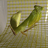 Vartotojo avataras
